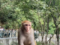 -黔灵山公园