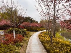 -昆山城市生态森林公园