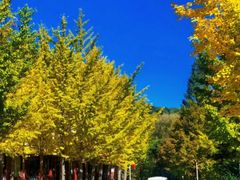 -洛阳白云山景区