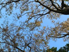 -罗浮山-南楼寺