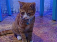 -Sirena海妖日咖夜酒