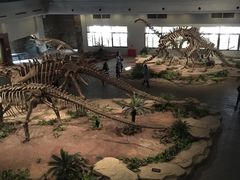 展馆-自贡恐龙博物馆