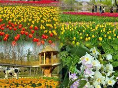 -石家庄市植物园