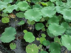 -楼外楼(西湖景区孤山路店)