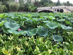 -三圣花乡旅游区