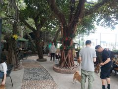 -柴犬高等学院·狗咖·柴犬售卖·宠物训练