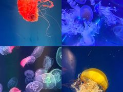 -海合安成都极地海洋公园