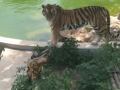 -石家庄市动物园