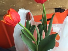 -荷兰花海