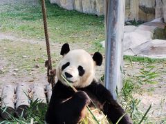 -上海野生动物园