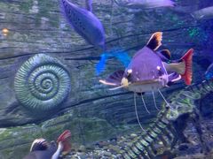 -芜湖新华联大白鲸海洋公园