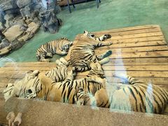 -横道河子东北虎林园