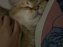 -Bastet sally猫舍购宠(静安店)