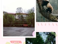 -都江堰中华大熊猫苑