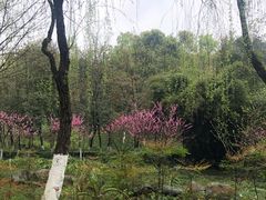 -重庆彩云湖湿地公园