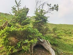 -老秃顶草原景区