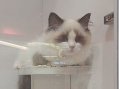 -三花喵·撸猫购宠·宠物生活馆(虹桥南丰城店)