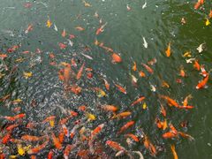 -大门水乡·顺德菜