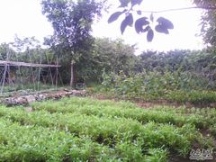 私家菜园-茂德公草堂