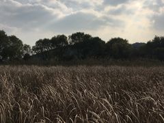 -西湖风景区-江洋畈生态公园