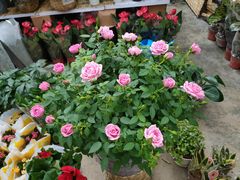 -秦美花卉(天朗·莱茵小城2期店)