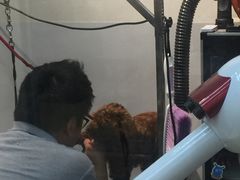 -PETKIT 小佩宠物·低压洗护·美容·寄养(安远店)