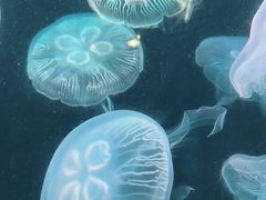 -大连老虎滩海洋公园
