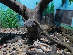 -石家庄市动物园