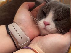-瑞派康怡24h宠物医院·犬猫医疗中心·微创绝育(瑞景分院)