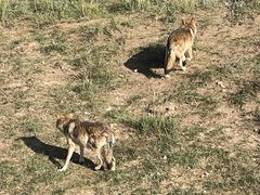 -鄂尔多斯野生动物园