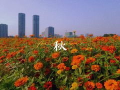 -映月湖中央公园