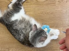 -1013 PET SHOP精品宠物商店(丁香店)