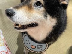 -逗柴咖啡屋·狗咖猫咖宠物桌游