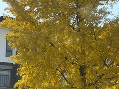 -麦当劳(欧陆广场店)