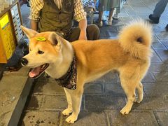 -大青树咖啡(大理古城店)