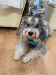 -Adore nail日式美甲美睫