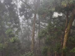 -天目山大树王景区