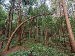 -同里国家湿地公园