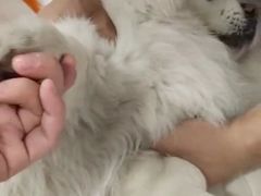 -佳雯宠物医院(四明中路分院)