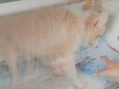 -瑞派福兴宠物医院犬猫全科·骨科·中西医结合(河东店)