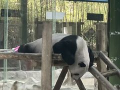 -栾川竹海野生动物园