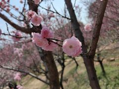 -无锡梅园公园