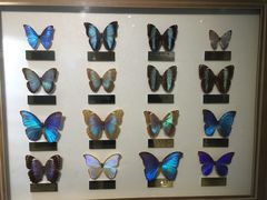 -上海昆虫博物馆