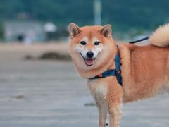 -东海半边山旅游度假区