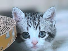 -欣宠猫屋·矮脚拿破仑·蓝金金渐层