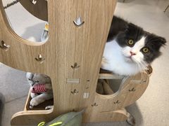 -飞行喵MR PILOT|猫舍·猫咖(静安大融城店)