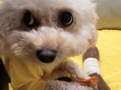 -宠物梦想家(日月豪庭店)