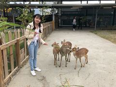 -鹿境梅花鹿生态园区