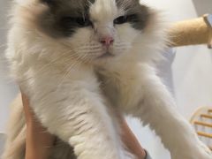 -楼上猫咖(罗湖店)