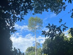 -中国科学院西双版纳热带植物园